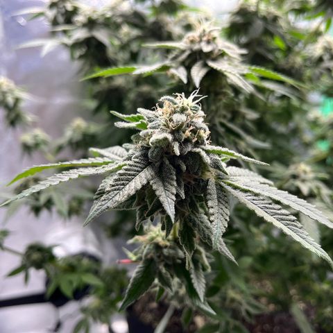 Spree growlog timeline photo