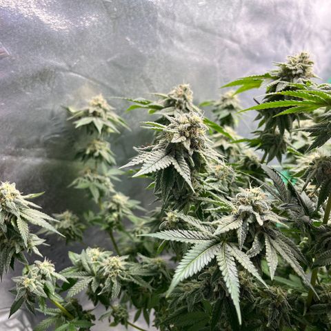 Spree growlog timeline photo