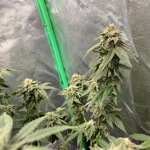 Spree growlog timeline photo