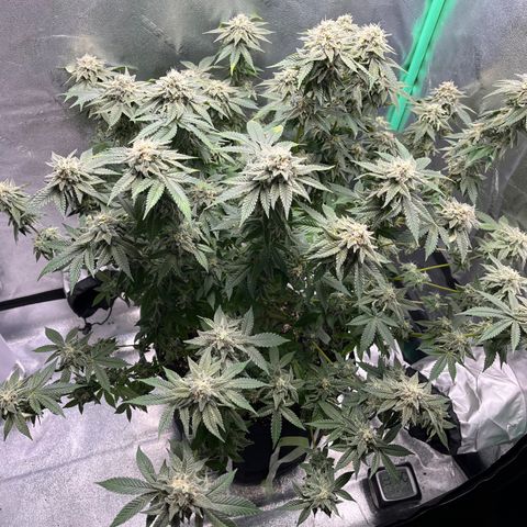 Spree growlog timeline photo