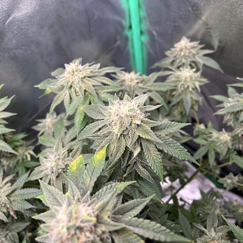 Spree growlog timeline photo