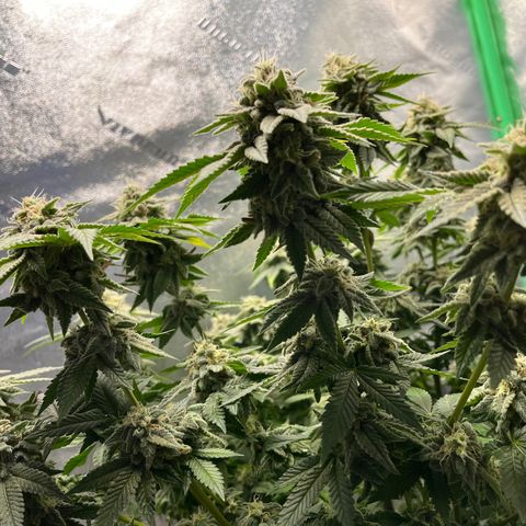Spree growlog timeline photo