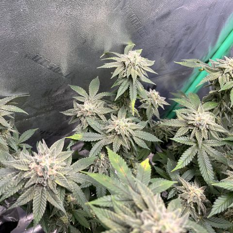 Spree growlog timeline photo