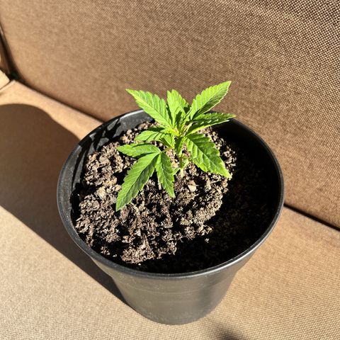 Cookies Kush growlog timeline photo