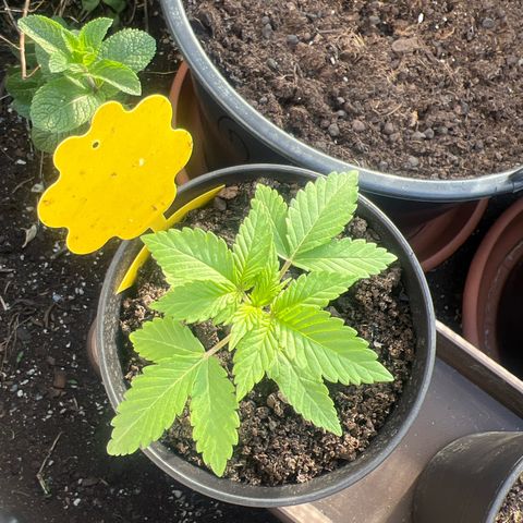 Shiskaberry growlog timeline photo
