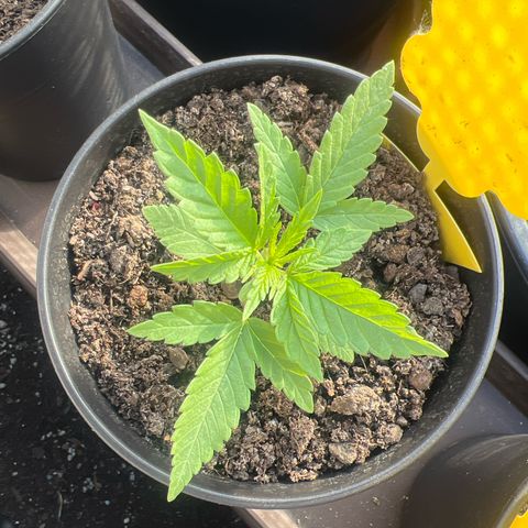 Cookies Kush growlog timeline photo