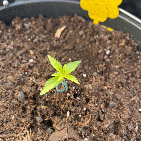 Gorilla Auto growlog timeline photo