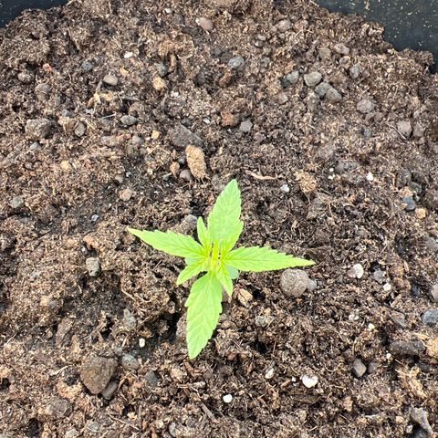 Blueberry Auto growlog timeline photo