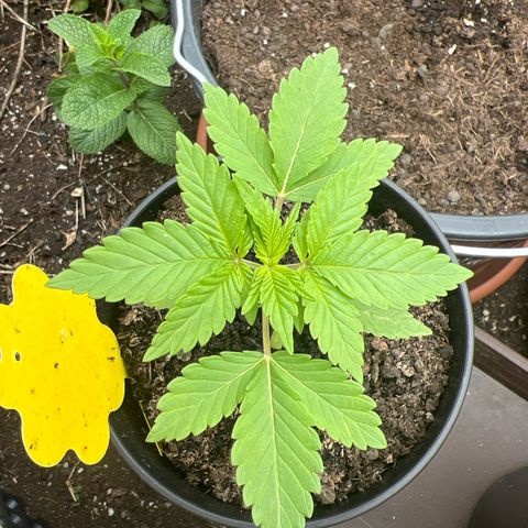 Shiskaberry growlog timeline photo