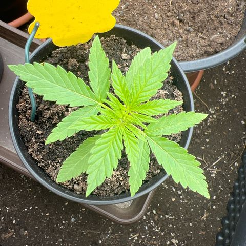 Cookies Kush growlog timeline photo