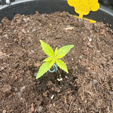 Gorilla Auto growlog timeline photo
