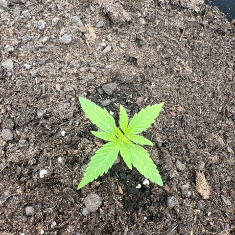 Blueberry Auto growlog timeline photo