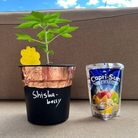 Shiskaberry growlog timeline photo