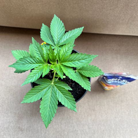 Shiskaberry growlog timeline photo