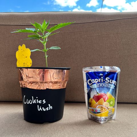 Cookies Kush growlog timeline photo