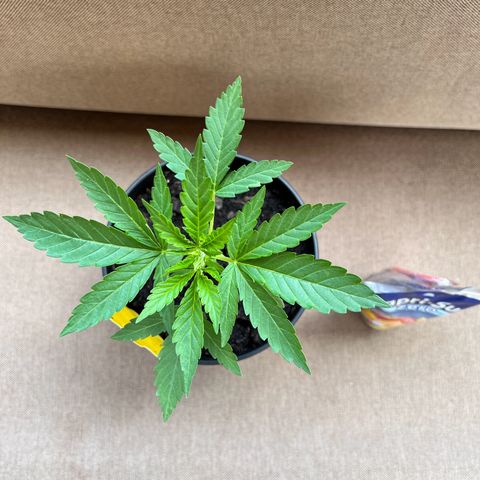 Cookies Kush growlog timeline photo