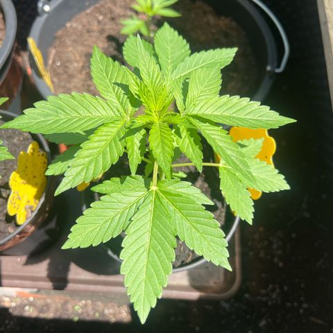 Shiskaberry growlog timeline photo