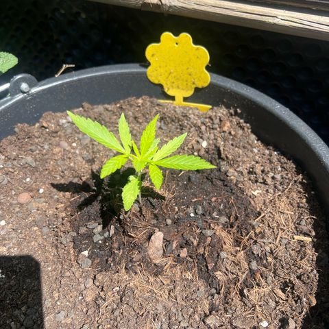 Gorilla Auto growlog timeline photo