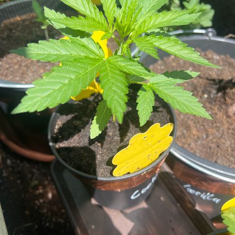 Cookies Kush growlog timeline photo