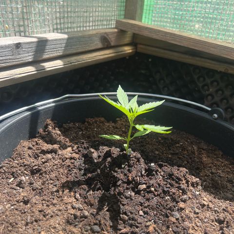 Blueberry Auto growlog timeline photo