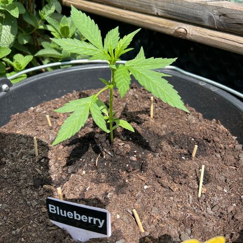 Blueberry Auto growlog timeline photo