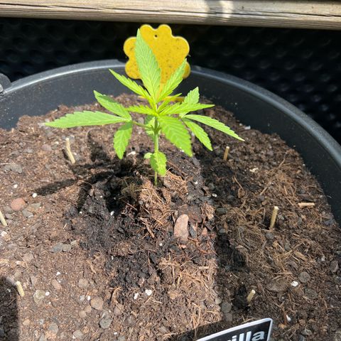 Gorilla Auto growlog timeline photo