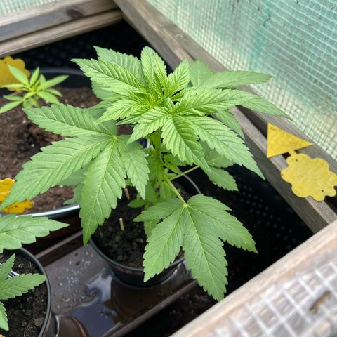 Shiskaberry growlog timeline photo
