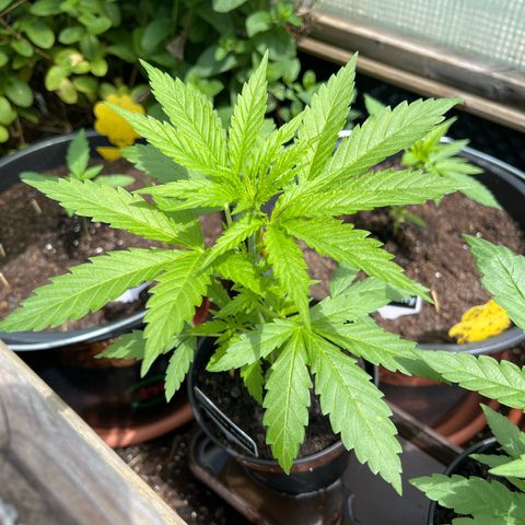 Cookies Kush growlog timeline photo