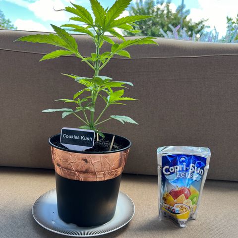 Cookies Kush growlog timeline photo