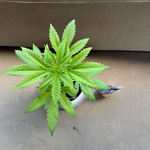 Cookies Kush growlog timeline photo
