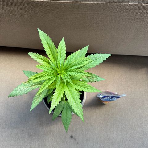 Cookies Kush growlog timeline photo