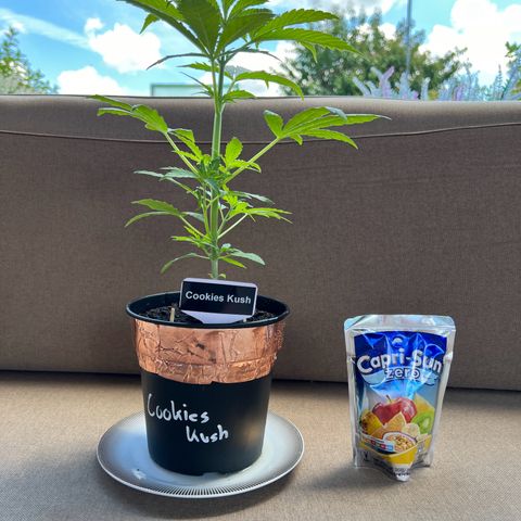 Cookies Kush growlog timeline photo