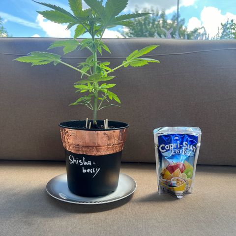 Shiskaberry growlog timeline photo