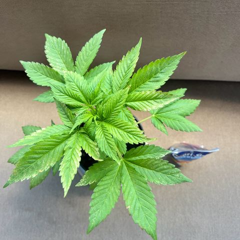 Shiskaberry growlog timeline photo