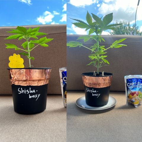 Shiskaberry growlog timeline photo