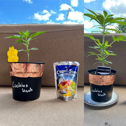 Cookies Kush growlog photo: 1 Woche Unterschied 