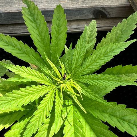 Cookies Kush growlog timeline photo