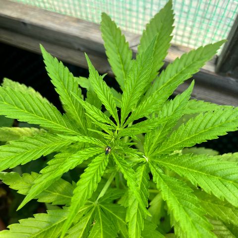 Shiskaberry growlog timeline photo