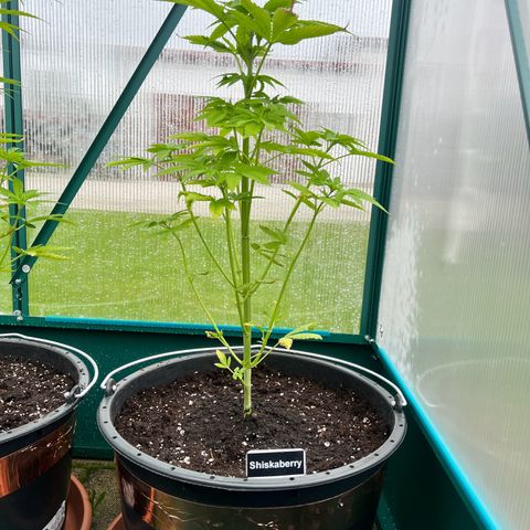 Shiskaberry growlog timeline photo