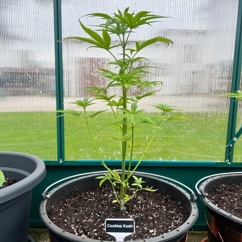 Cookies Kush growlog timeline photo