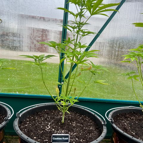 Cookies Kush growlog timeline photo