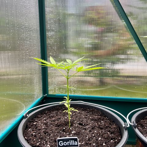Gorilla Auto growlog timeline photo