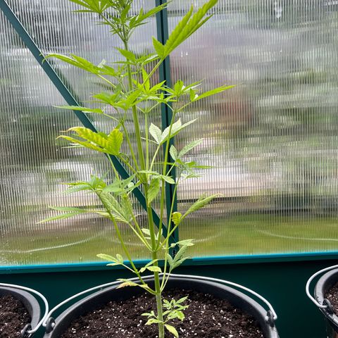 Blueberry Auto growlog timeline photo