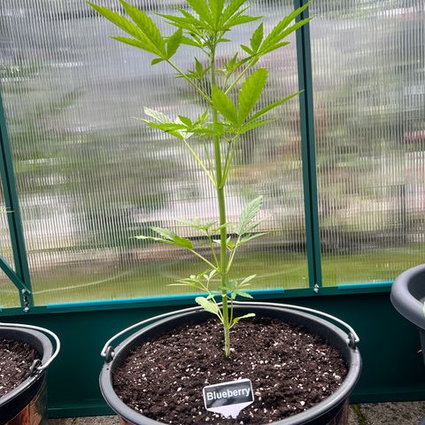 Blueberry Auto growlog timeline photo