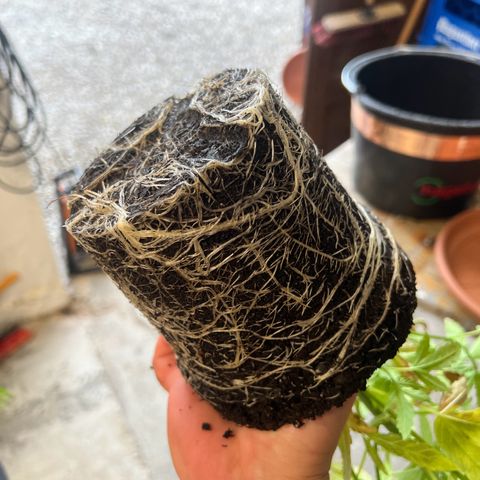Cookies Kush growlog timeline photo