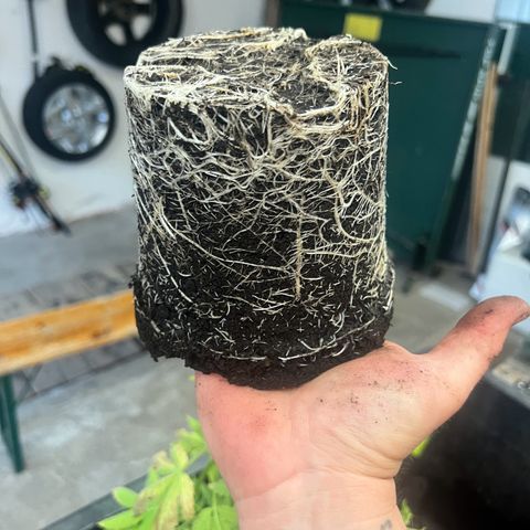 Shiskaberry growlog timeline photo
