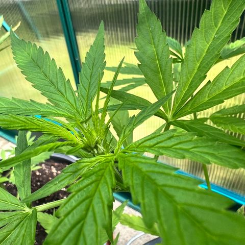 Blueberry Auto growlog timeline photo