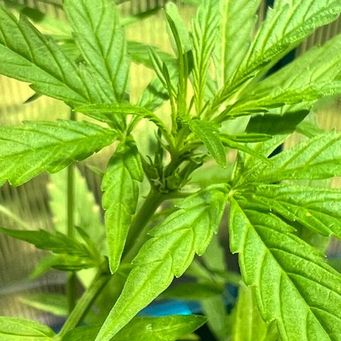 Blueberry Auto growlog timeline photo