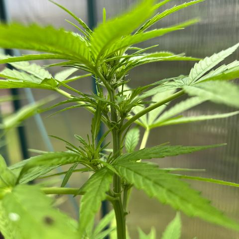 Blueberry Auto growlog timeline photo