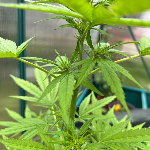 Blueberry Auto growlog timeline photo
